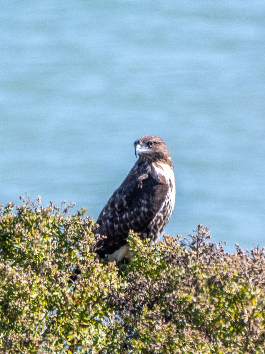 Red-tailed Hawk - ML625263886