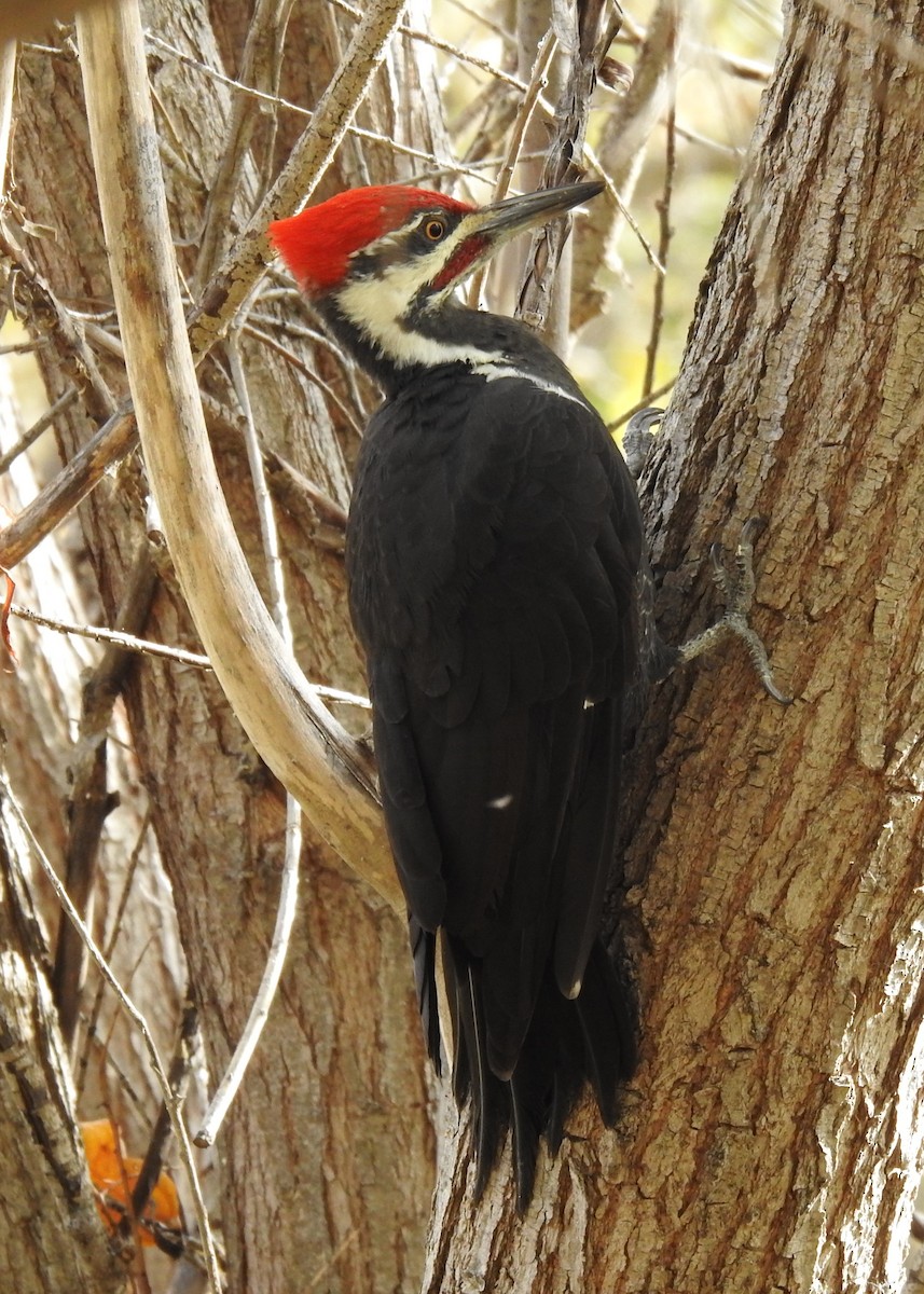 Pileated Woodpecker - ML625263938