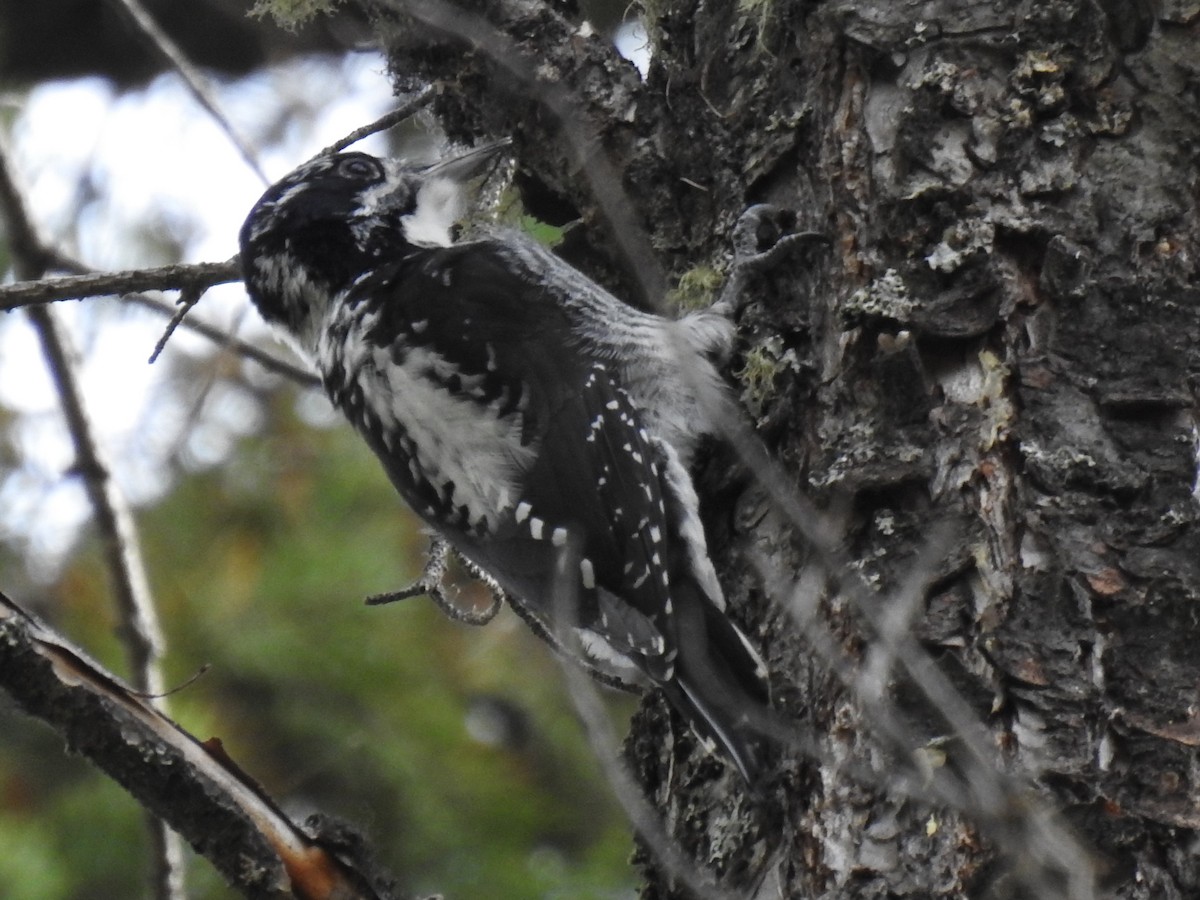 American Three-toed Woodpecker - ML625263944