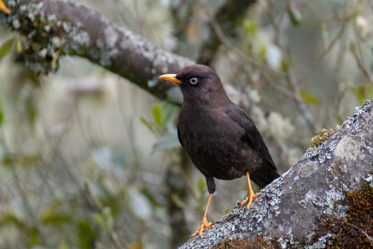 Sooty Thrush - ML625264008