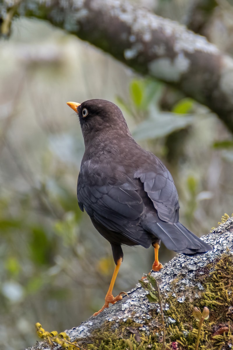 Sooty Thrush - ML625264009