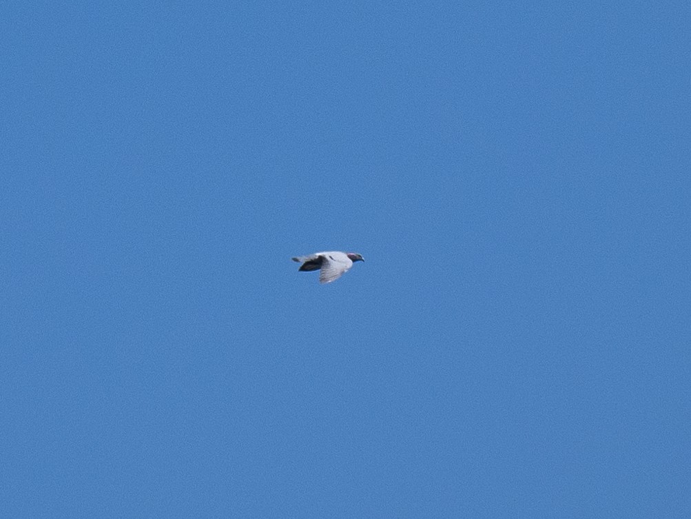 Rock Pigeon (Feral Pigeon) - ML625264046