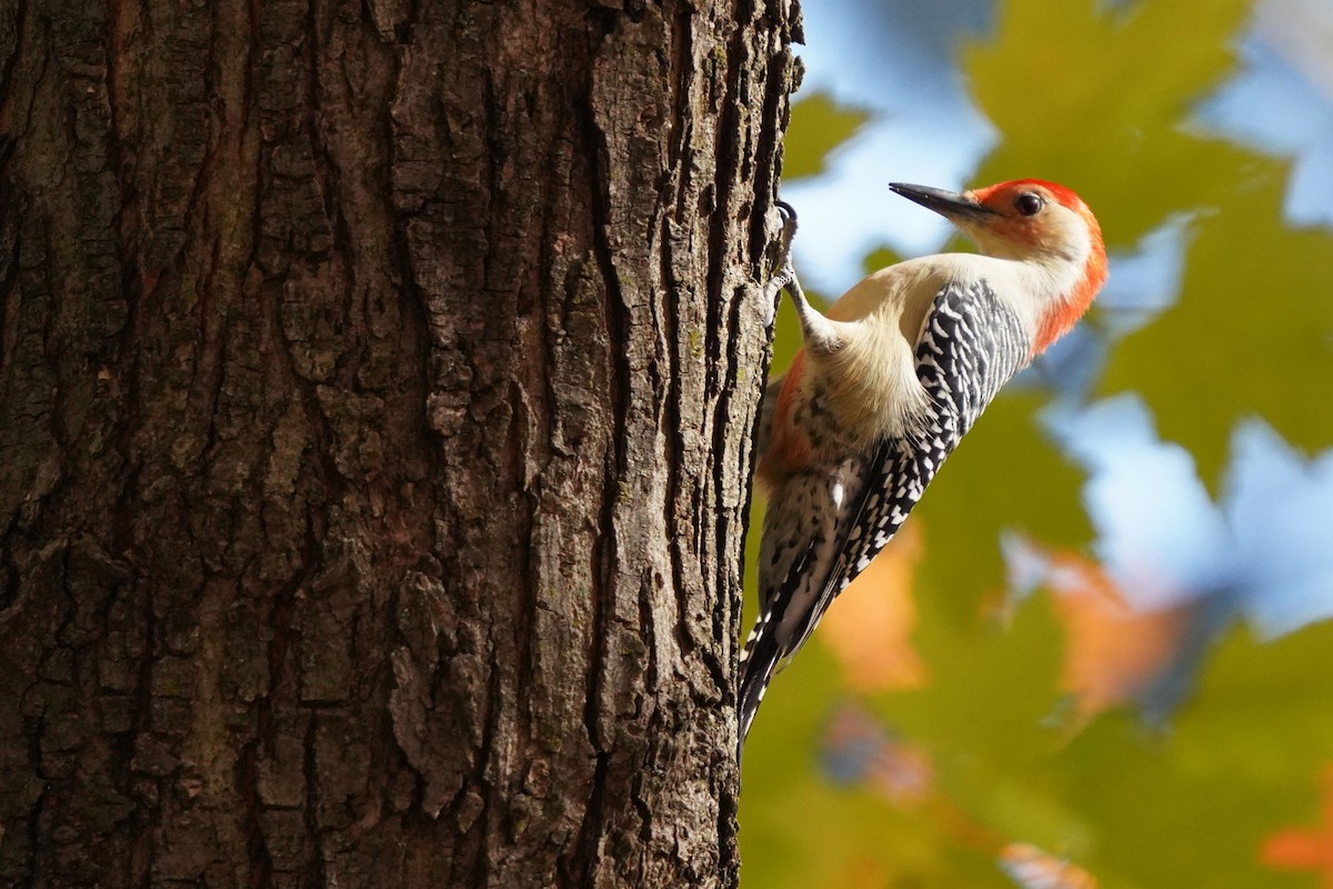 Red-bellied Woodpecker - ML625264067