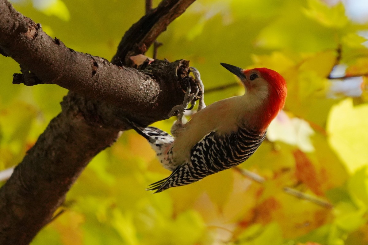 Red-bellied Woodpecker - Réal Boulet 🦆