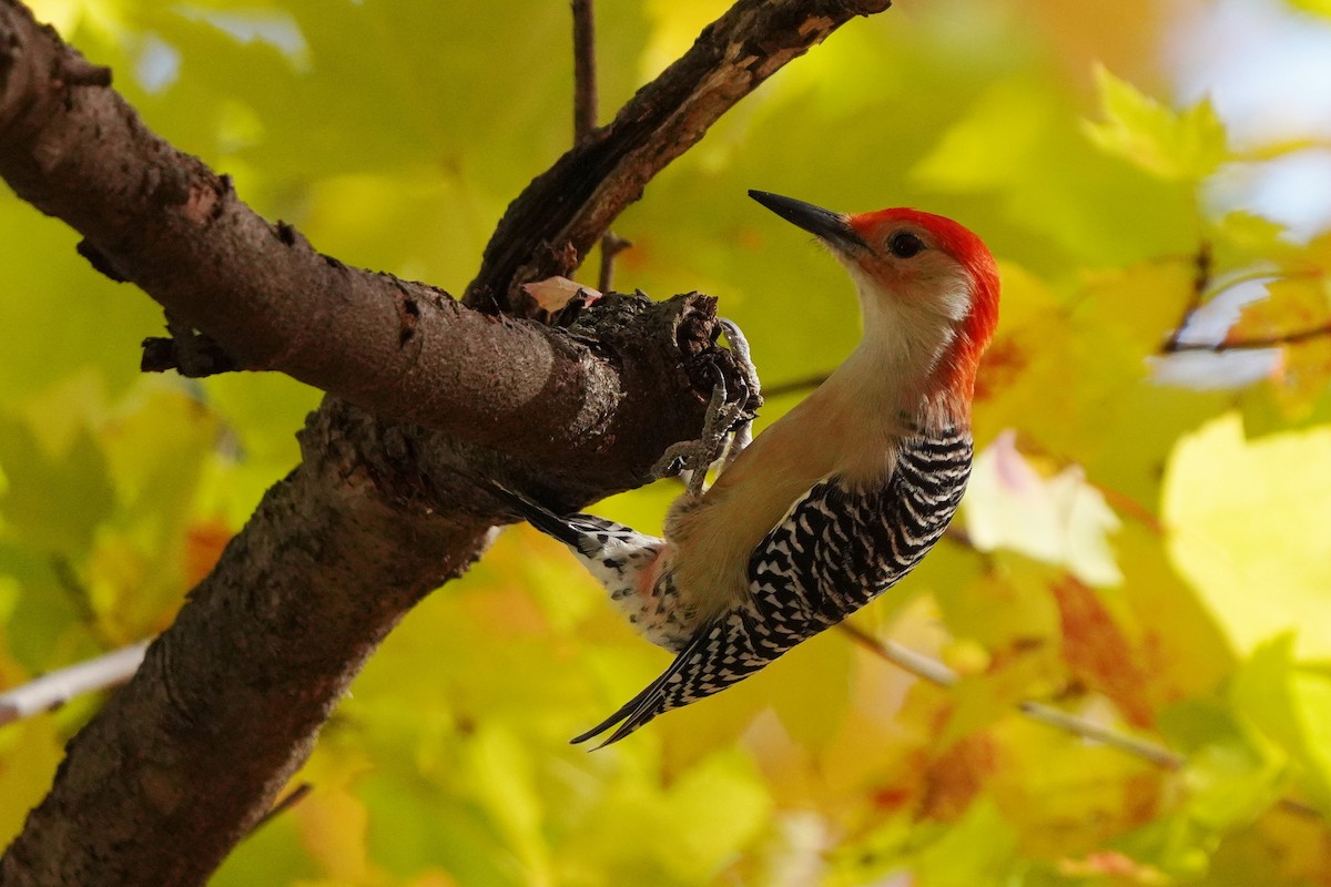 Red-bellied Woodpecker - ML625264069