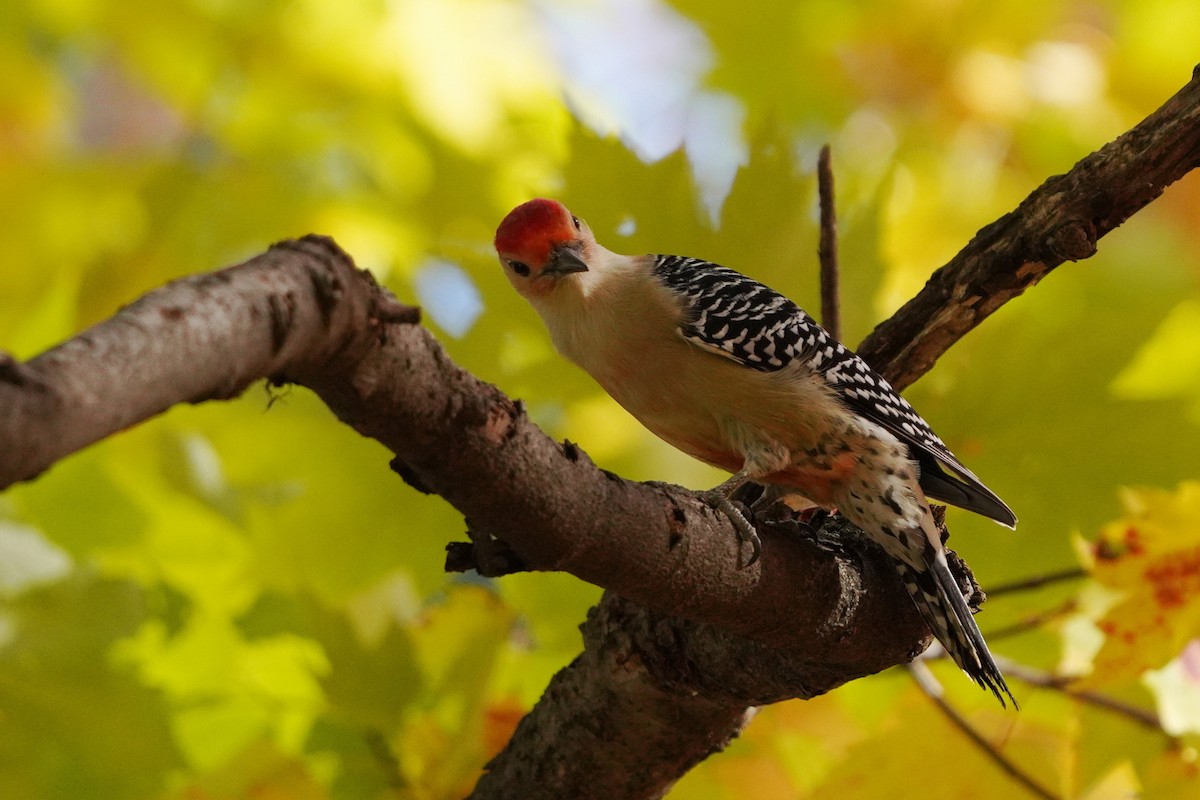 Red-bellied Woodpecker - ML625264070