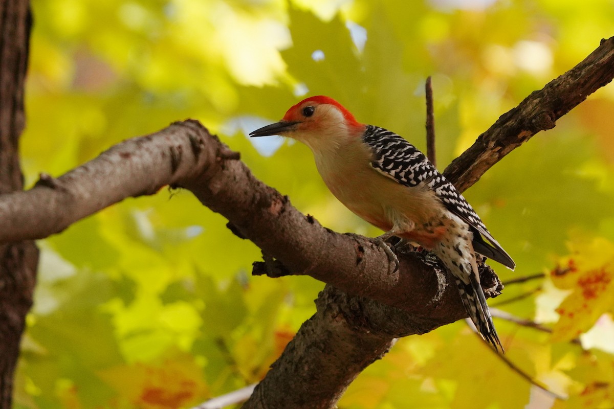 Red-bellied Woodpecker - ML625264071