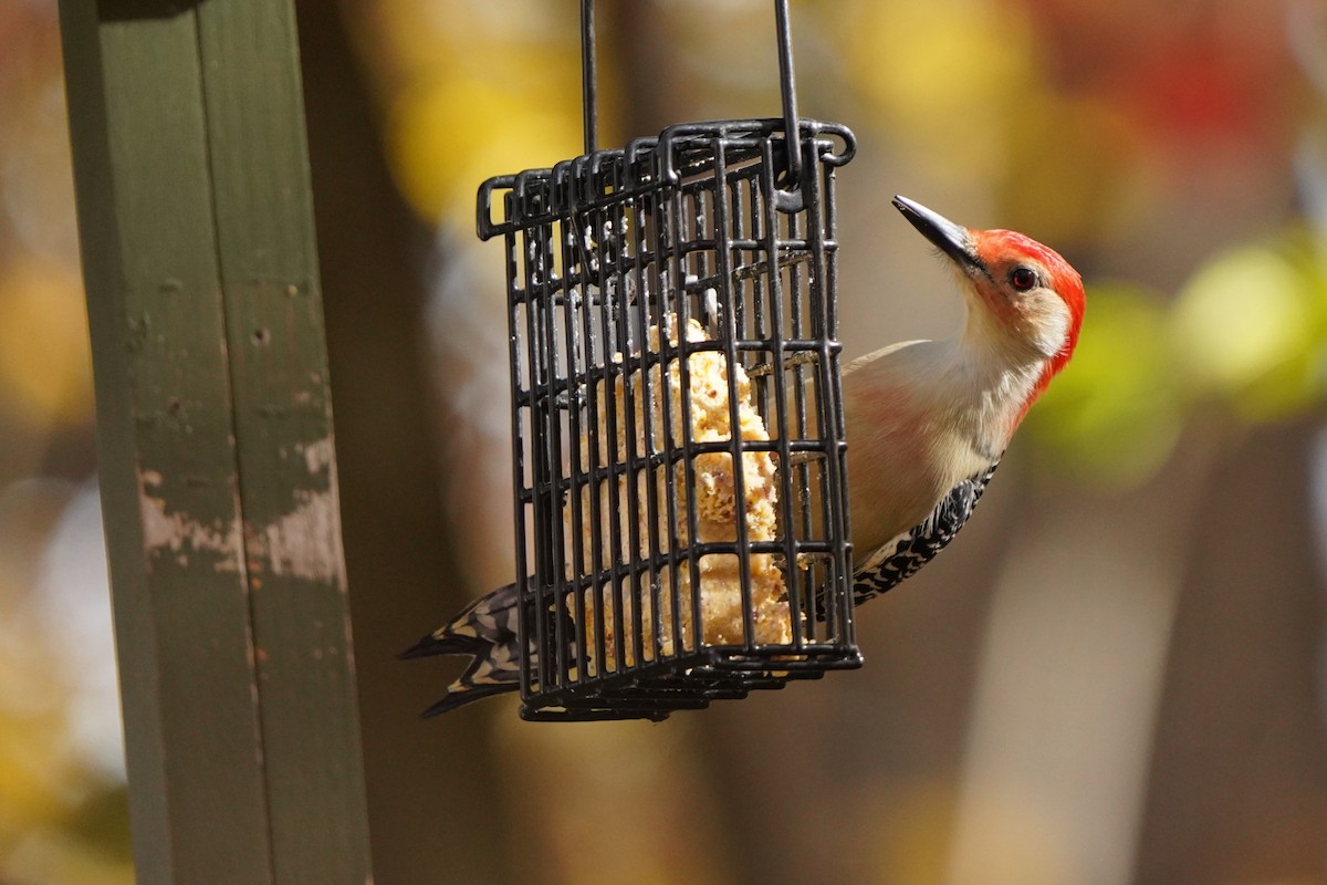 Red-bellied Woodpecker - ML625264072