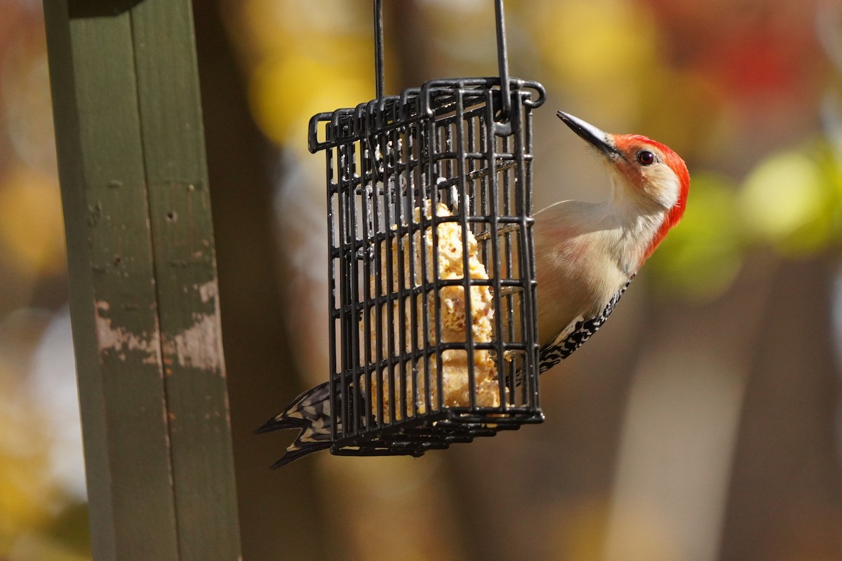 Red-bellied Woodpecker - ML625264073