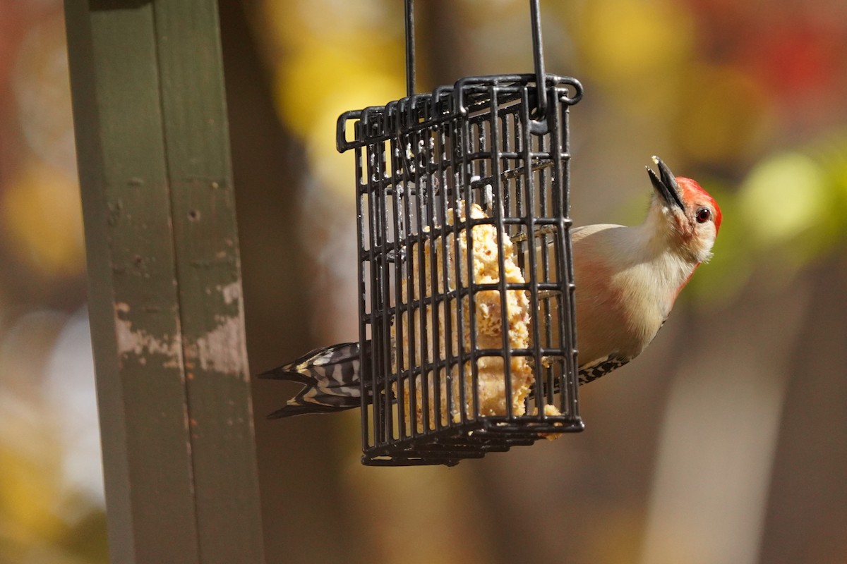 Red-bellied Woodpecker - ML625264074