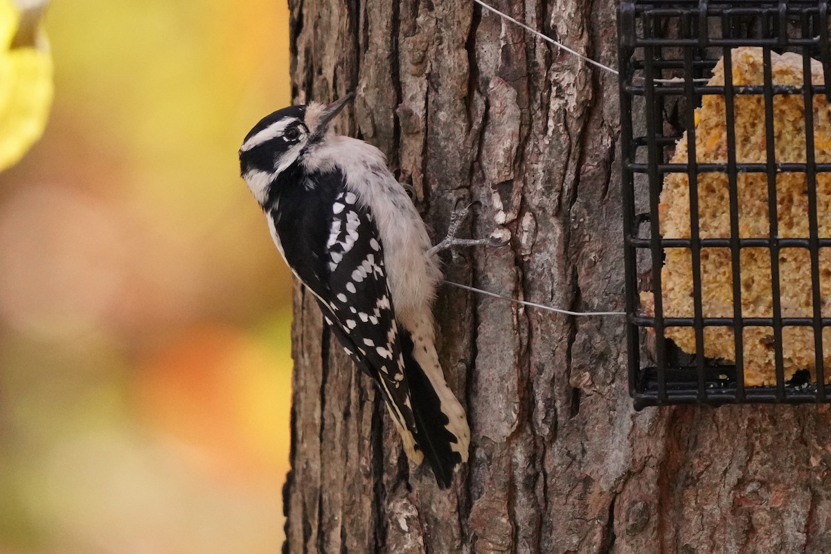 Downy Woodpecker - ML625264094