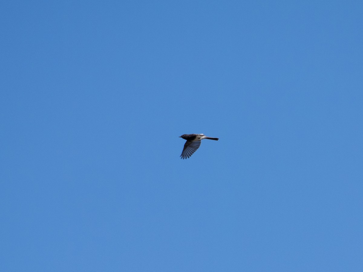 Black Phoebe - ML625264102