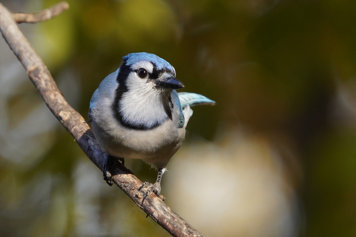 Blue Jay - ML625264107