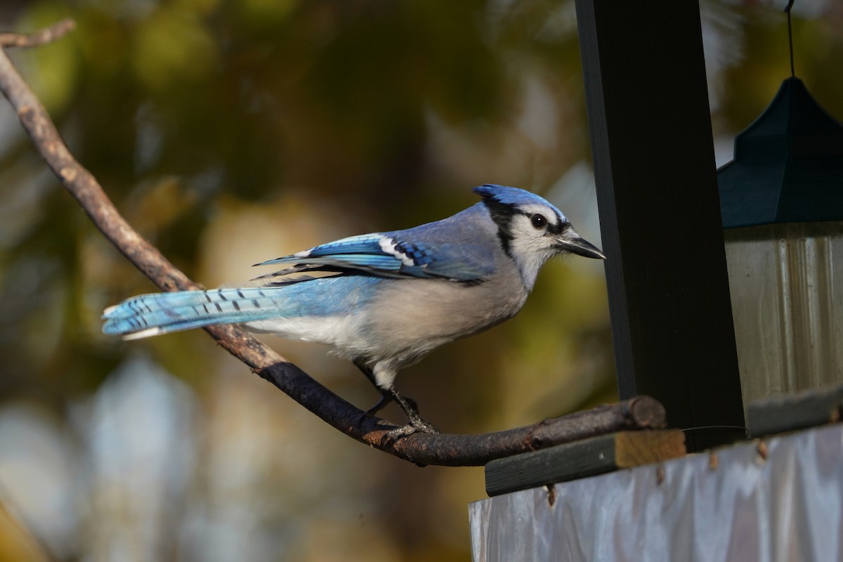 Blue Jay - ML625264108