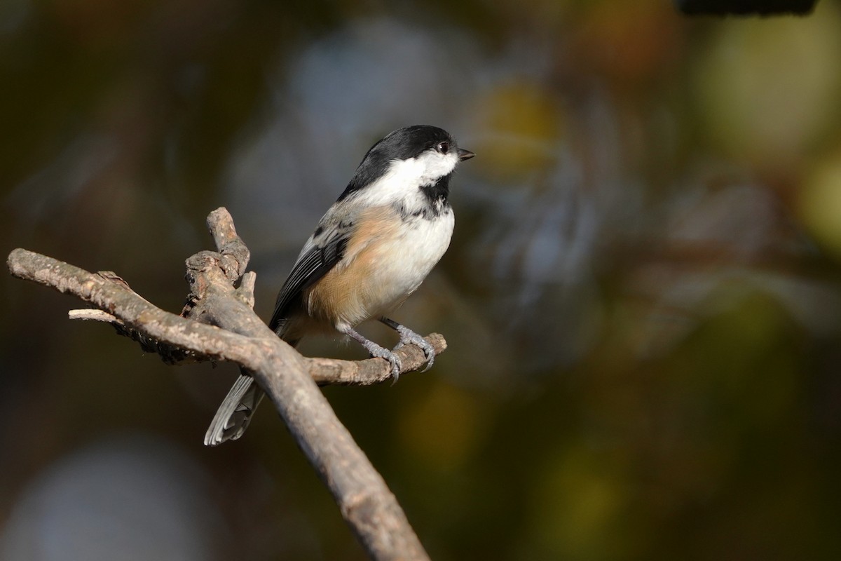 Black-capped Chickadee - ML625264123