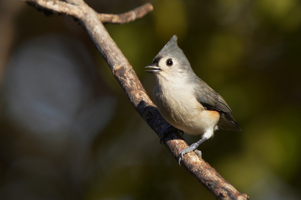 Tufted Titmouse - ML625264134