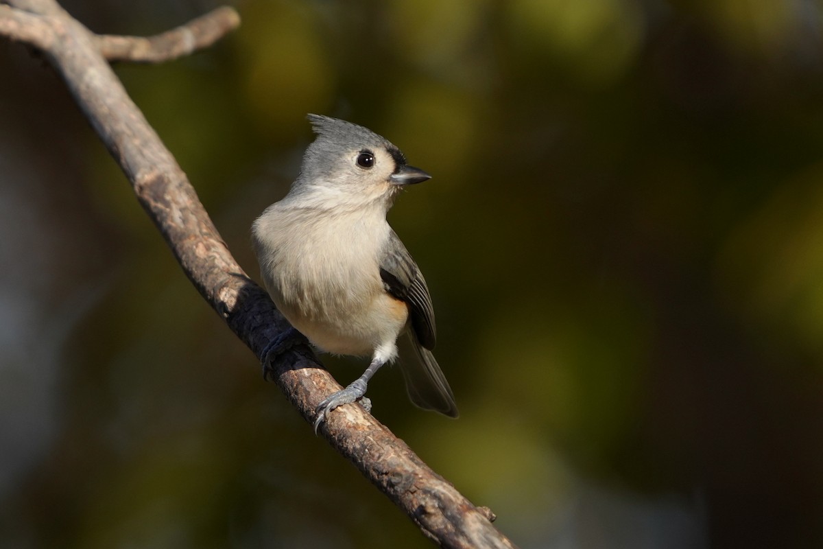 Tufted Titmouse - ML625264135