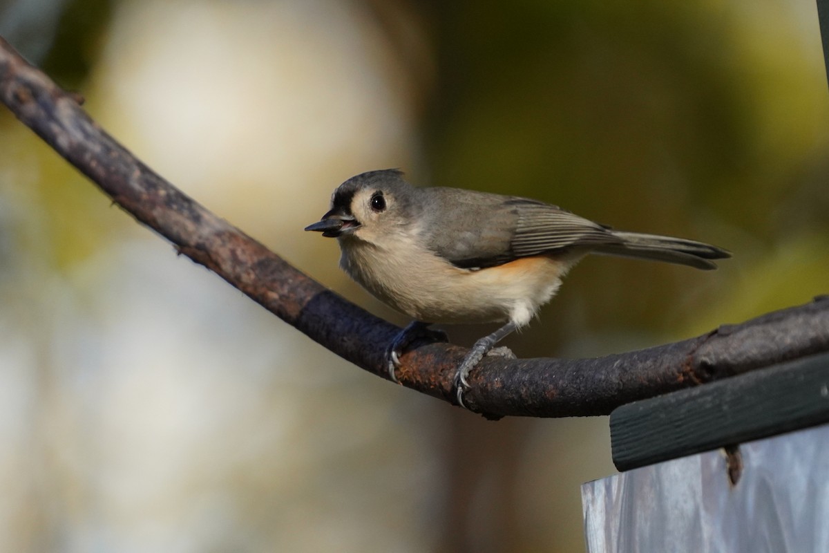 Tufted Titmouse - Réal Boulet 🦆