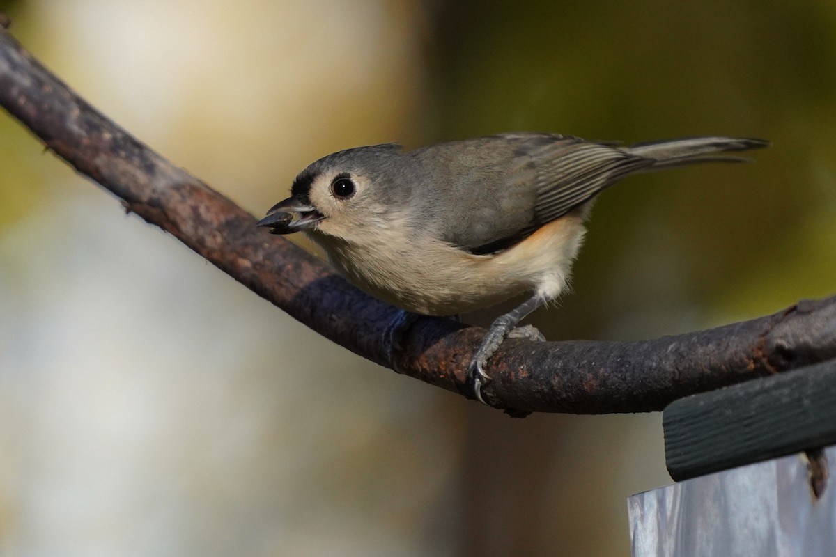 Tufted Titmouse - ML625264137