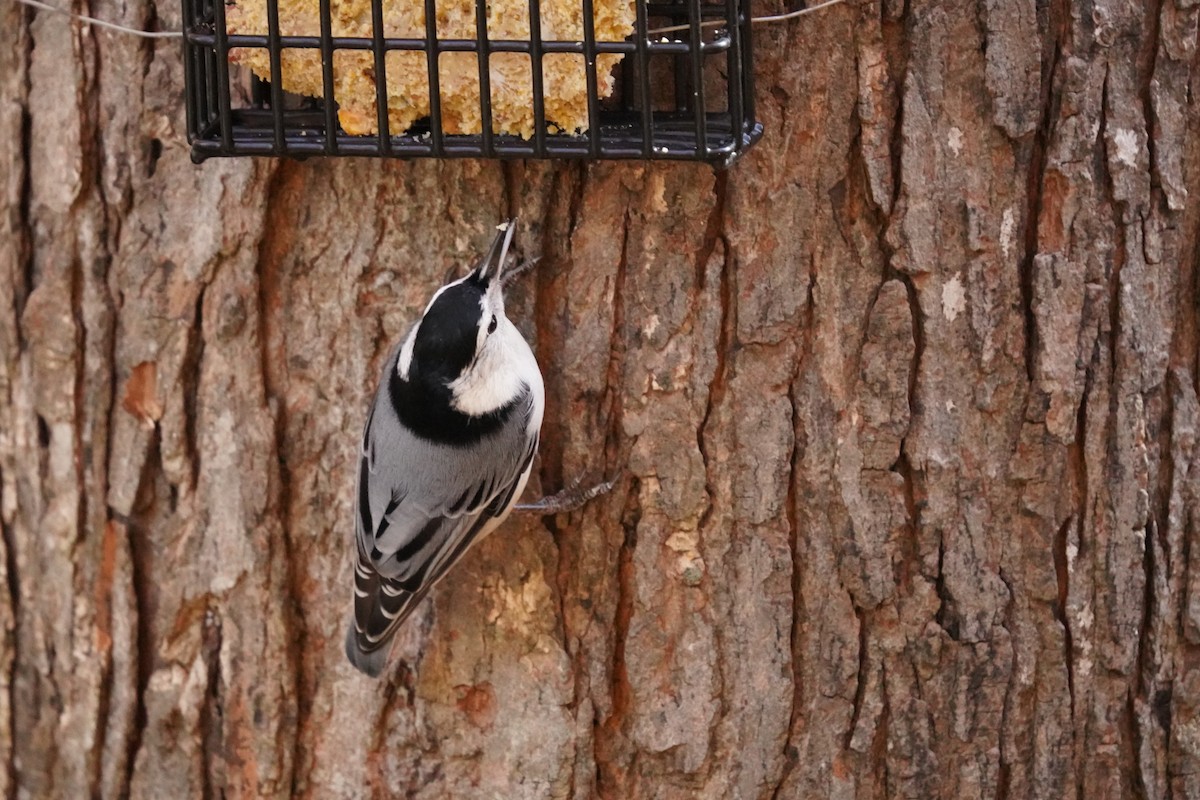 White-breasted Nuthatch - ML625264143