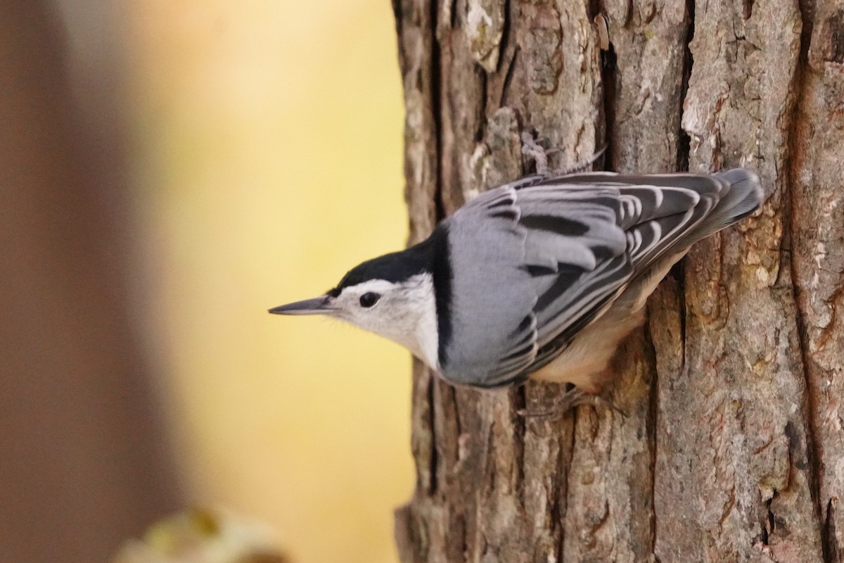 White-breasted Nuthatch - ML625264144