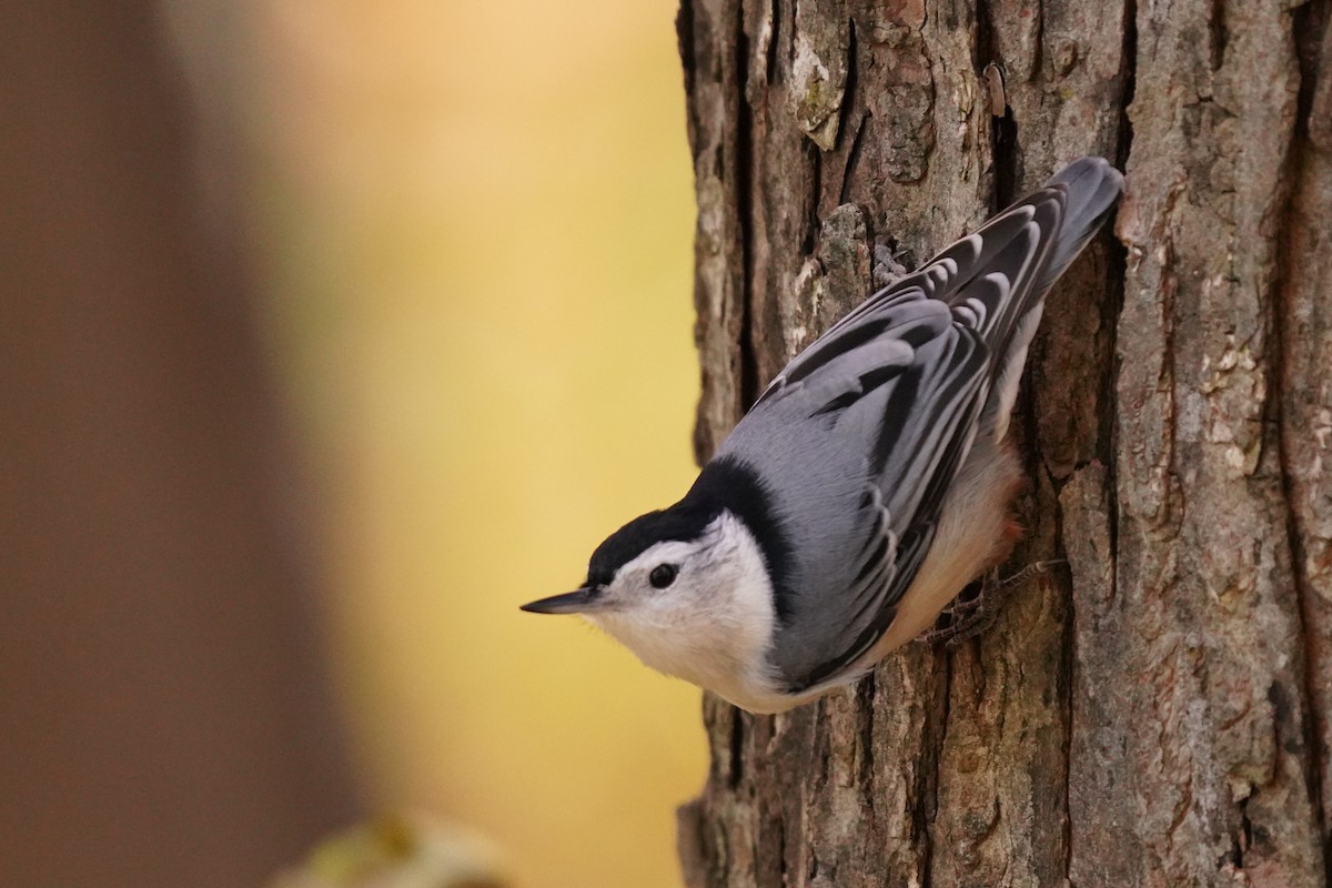 White-breasted Nuthatch - ML625264145