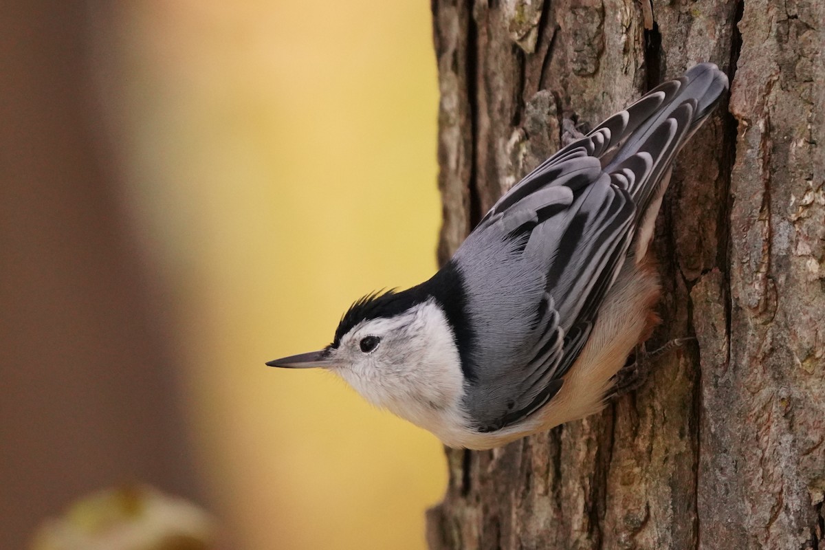 White-breasted Nuthatch - ML625264146