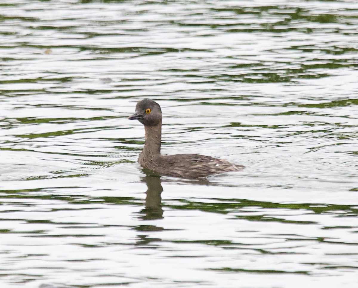 Least Grebe - ML625264151