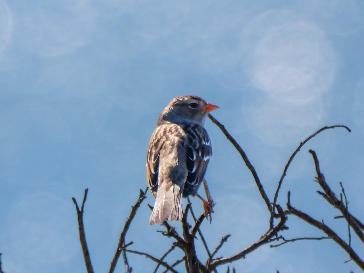 White-crowned Sparrow - ML625264154