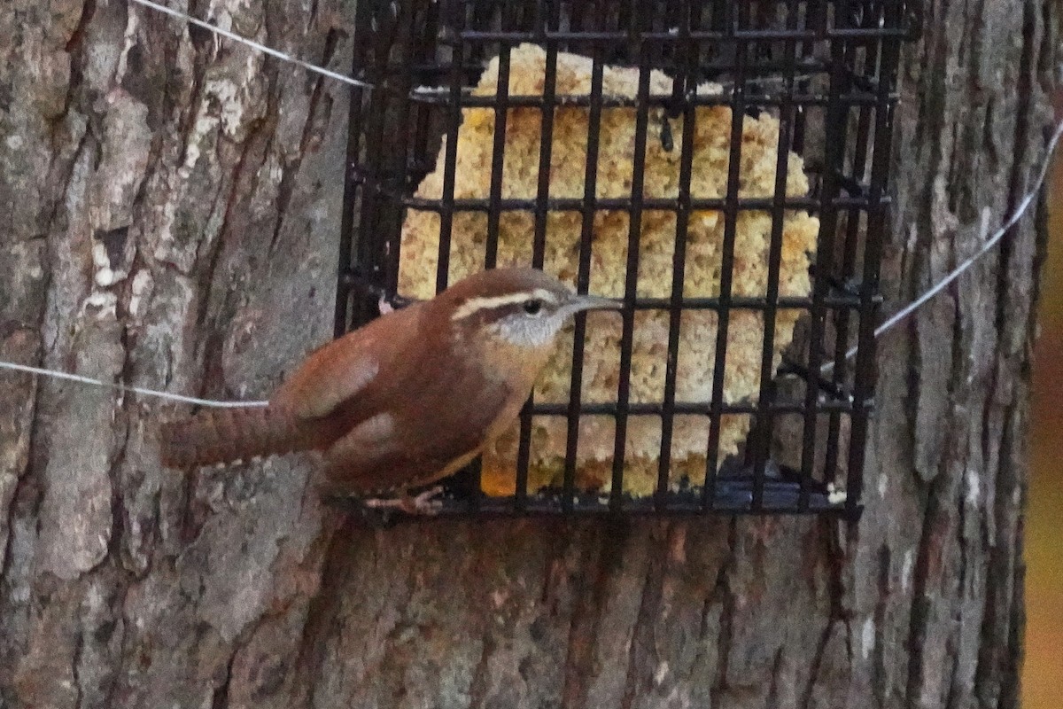 Carolina Wren - ML625264160