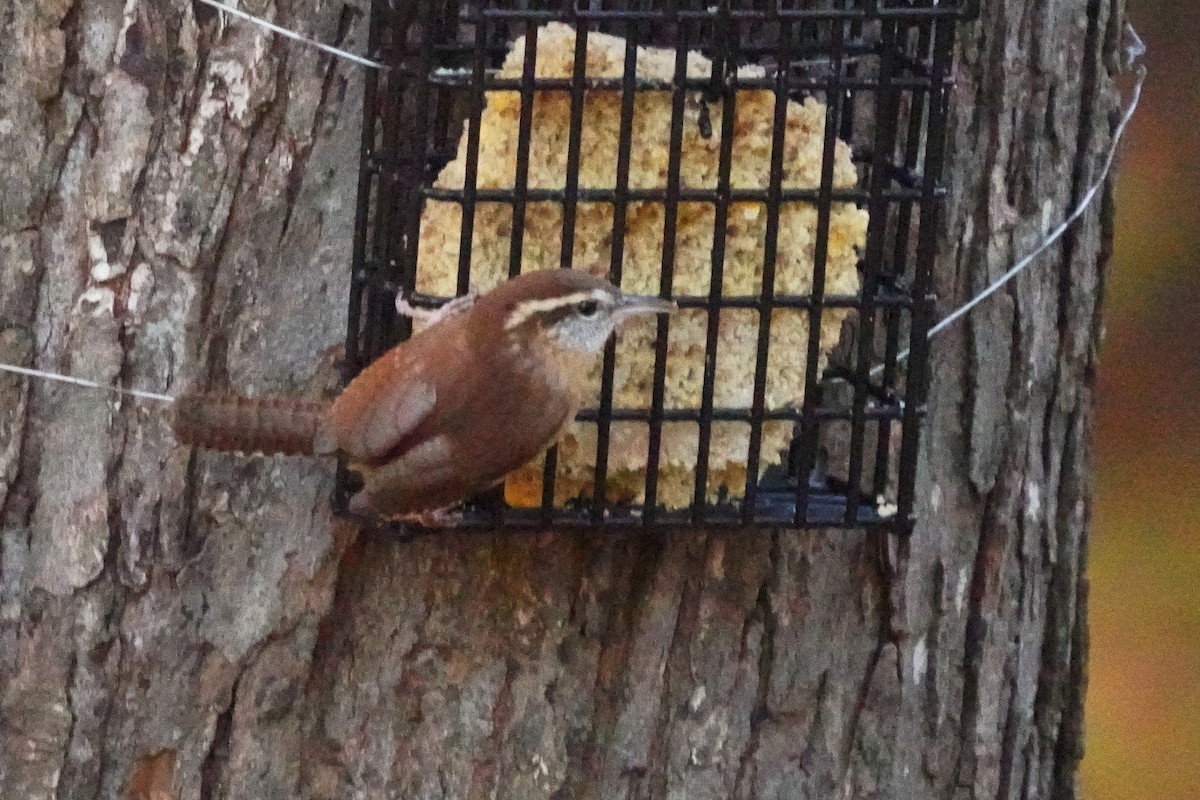 Carolina Wren - ML625264161