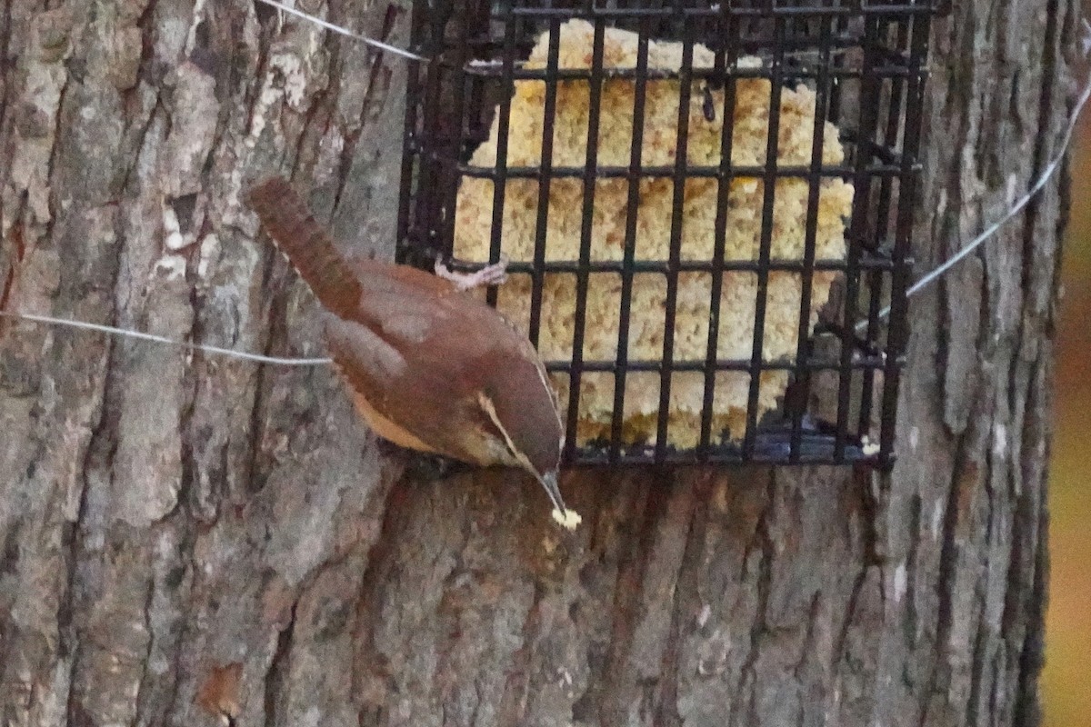 Carolina Wren - ML625264162