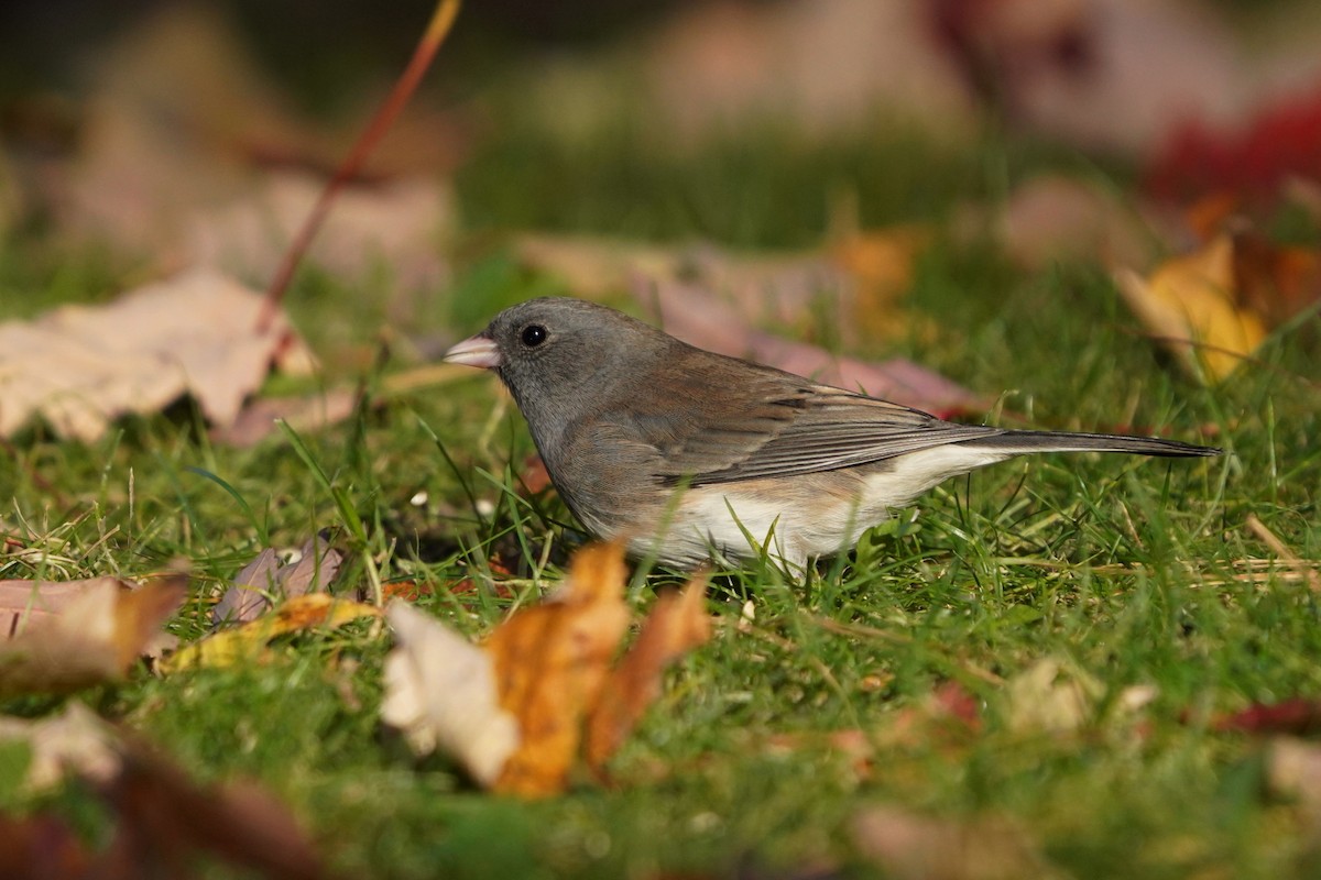 Dark-eyed Junco - ML625264169