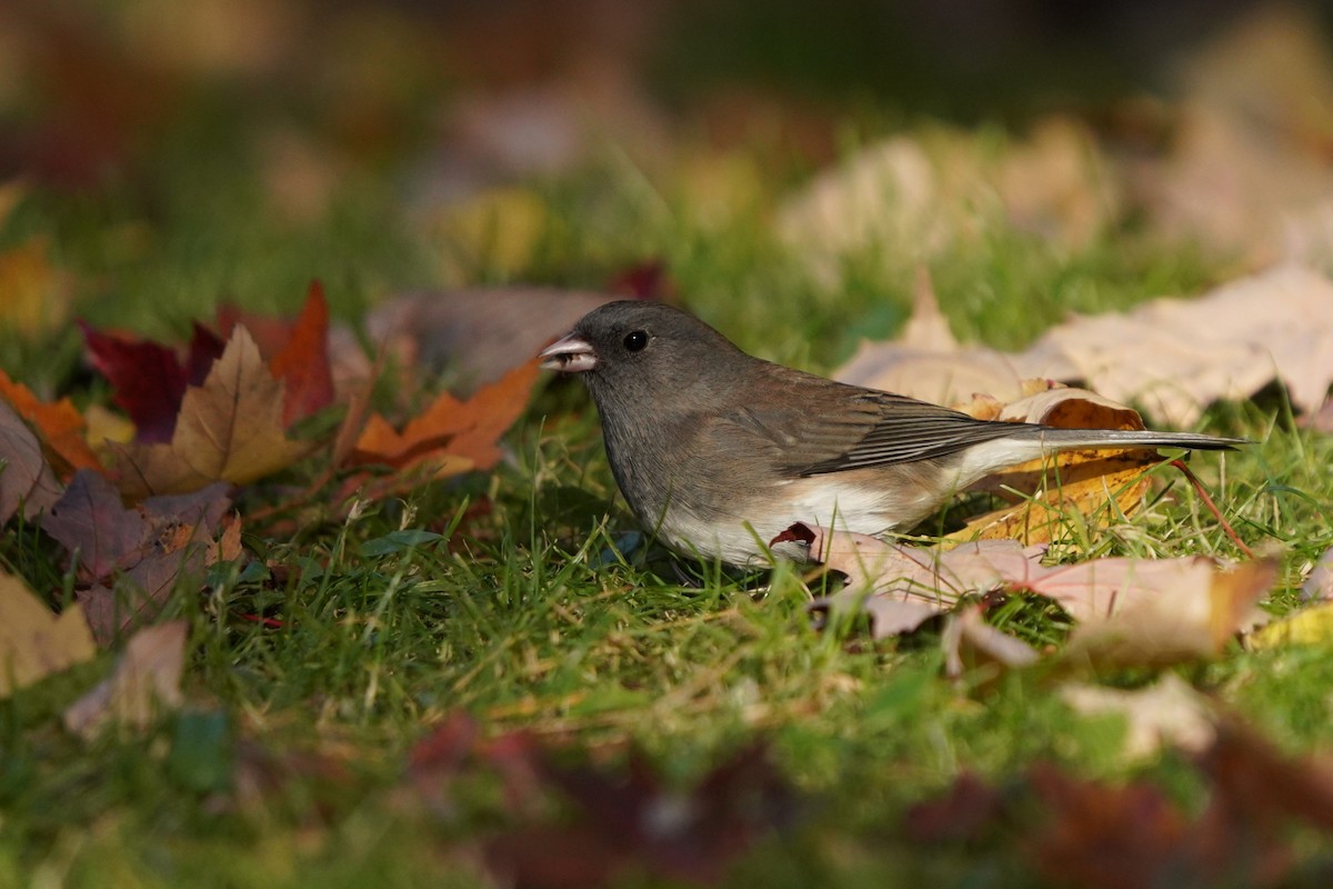 Dark-eyed Junco - ML625264170