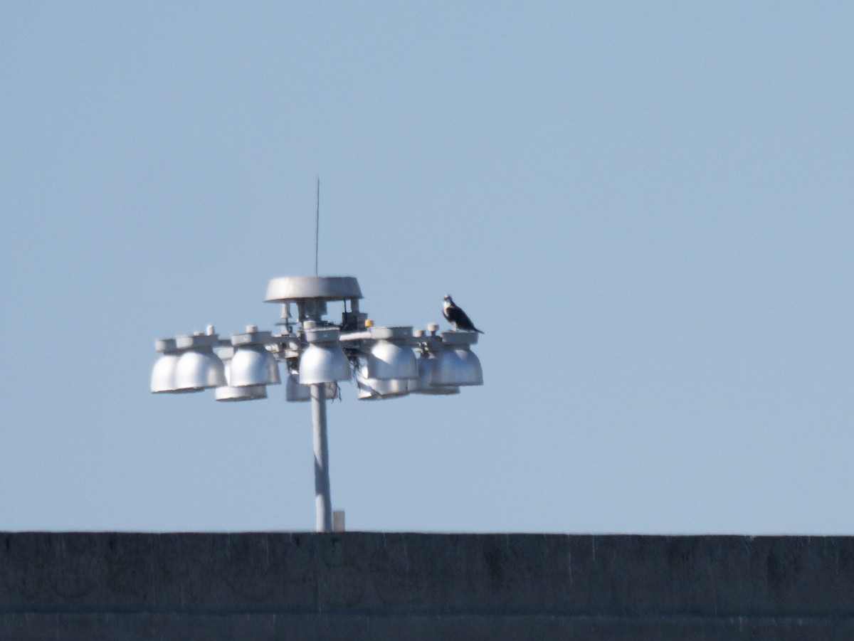 Osprey - ML625264204