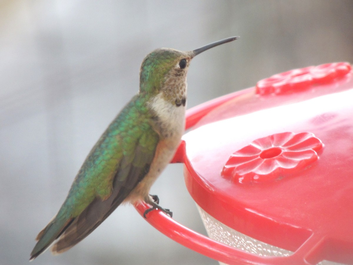 Broad-tailed Hummingbird - ML625264237