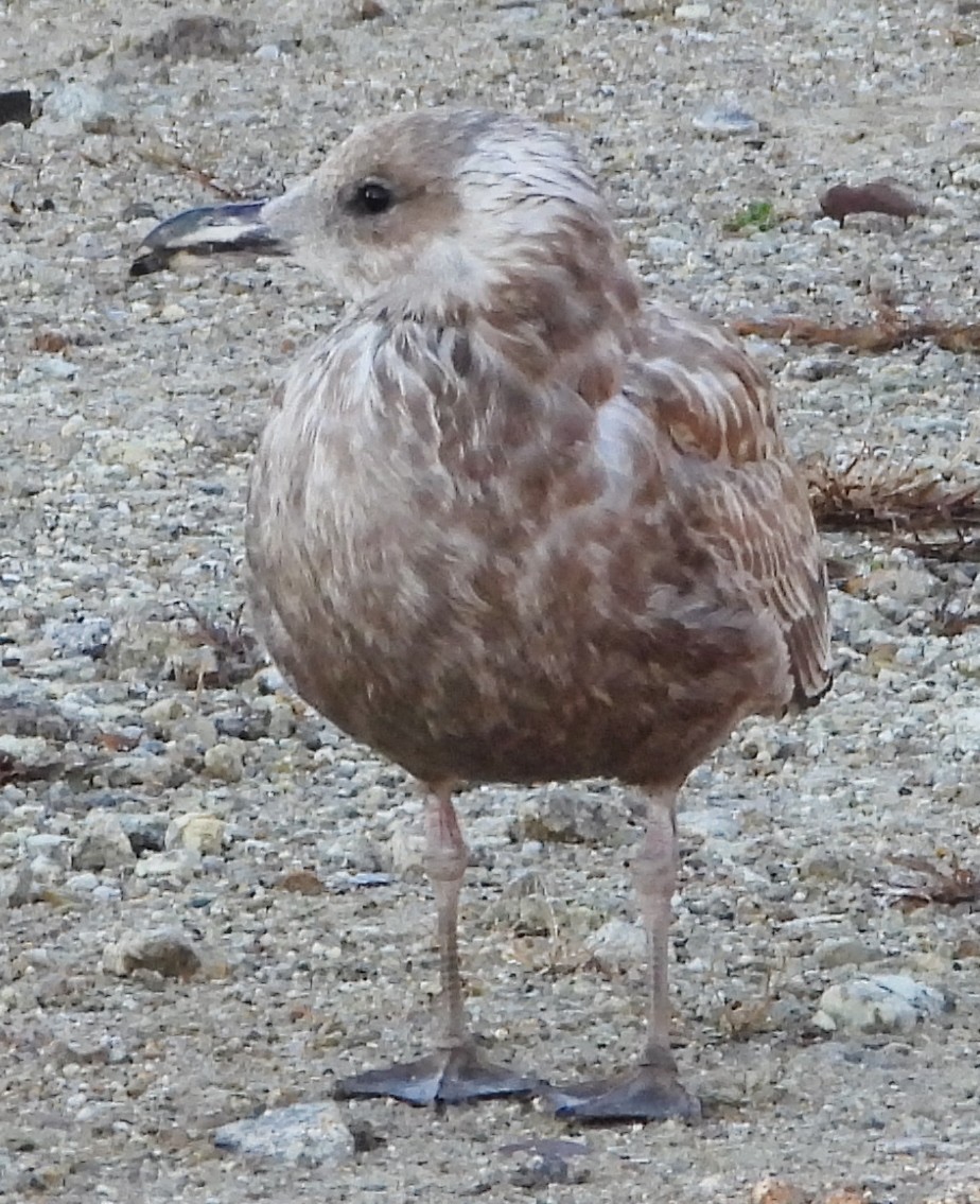 Herring Gull- - ML625264253