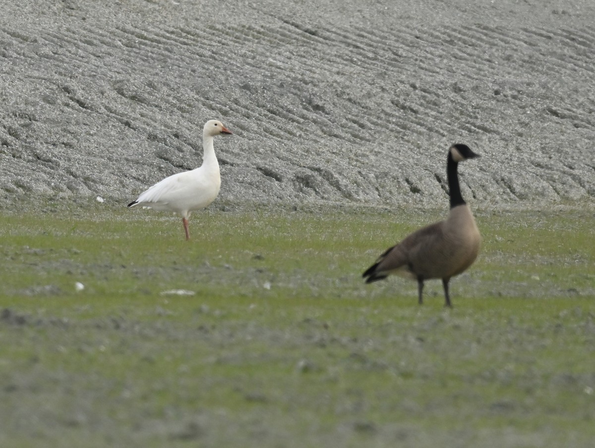 Oie des neiges - ML625264344