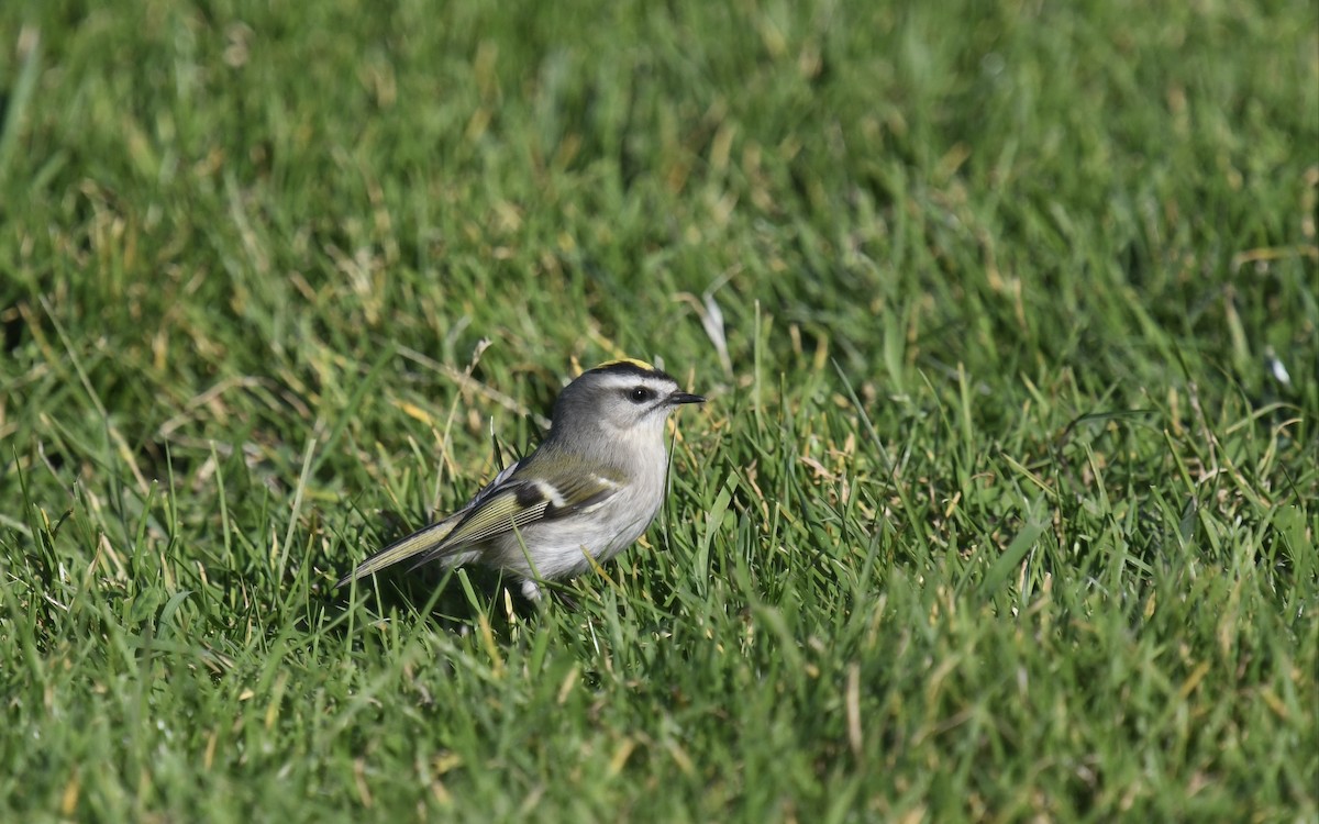 Golden-crowned Kinglet - ML625264408