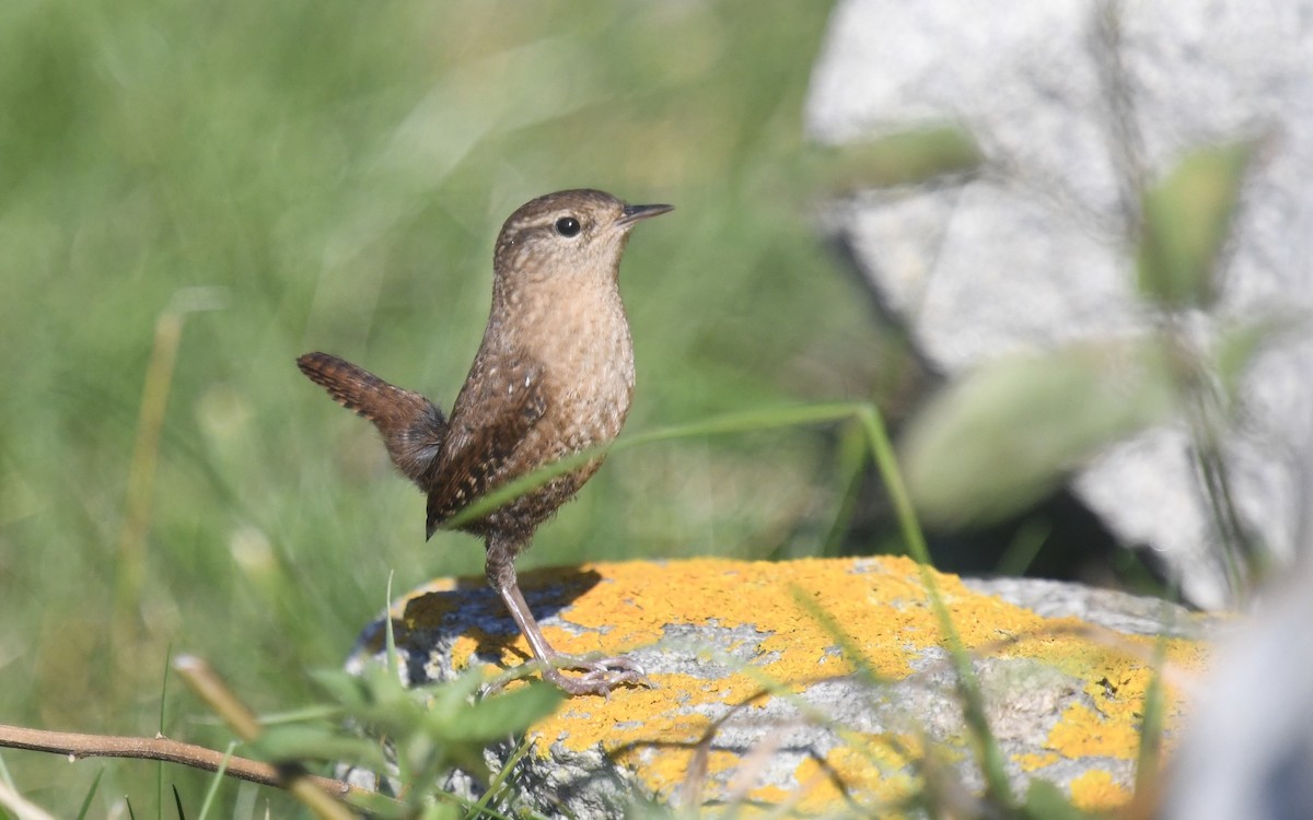 Winter Wren - ML625264412