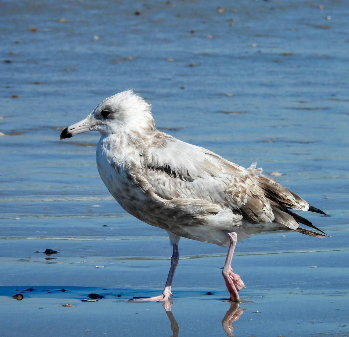 Herring Gull- - ML625264414