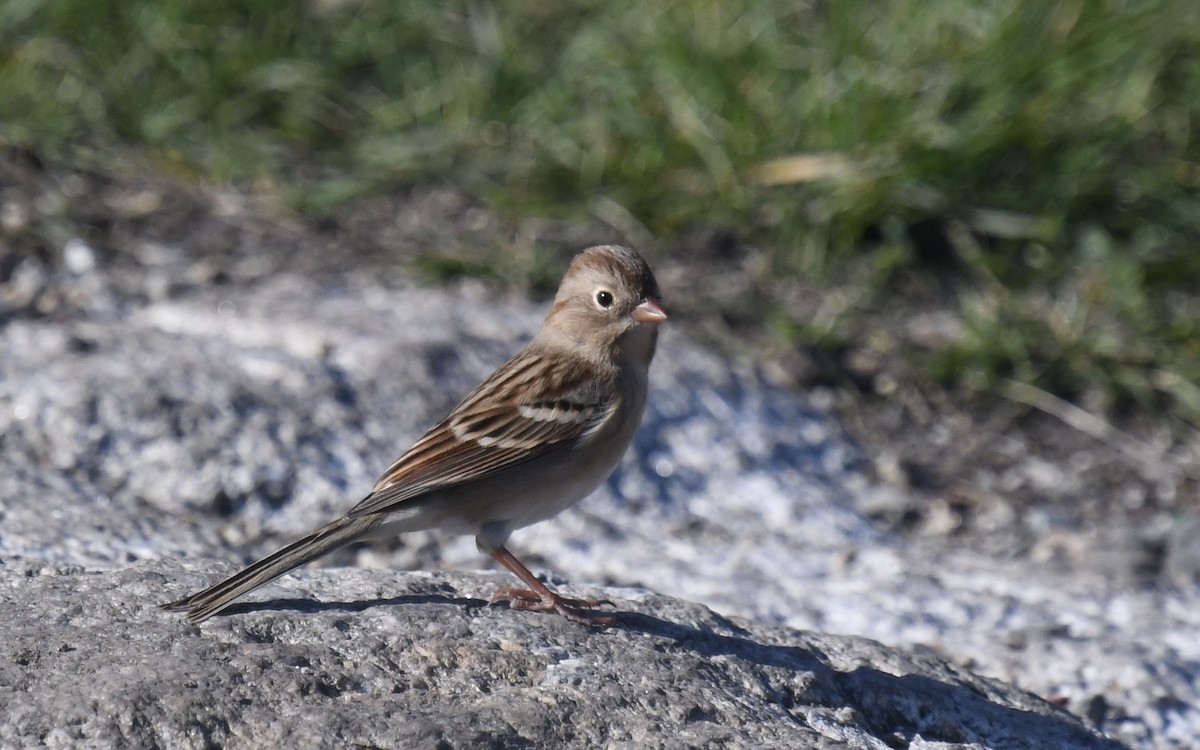 Field Sparrow - ML625264420