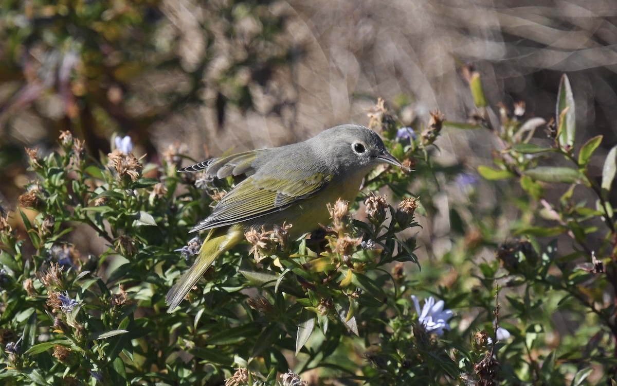 Nashville Warbler - ML625264430