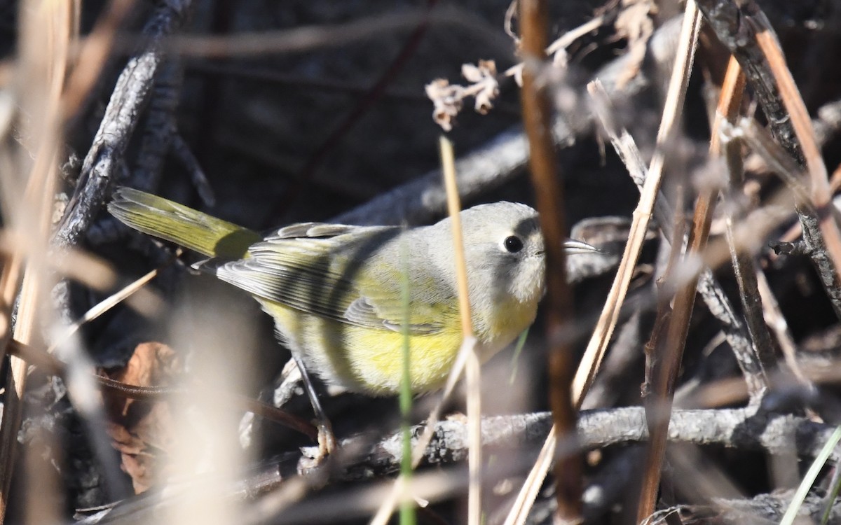 Nashville Warbler - ML625264434