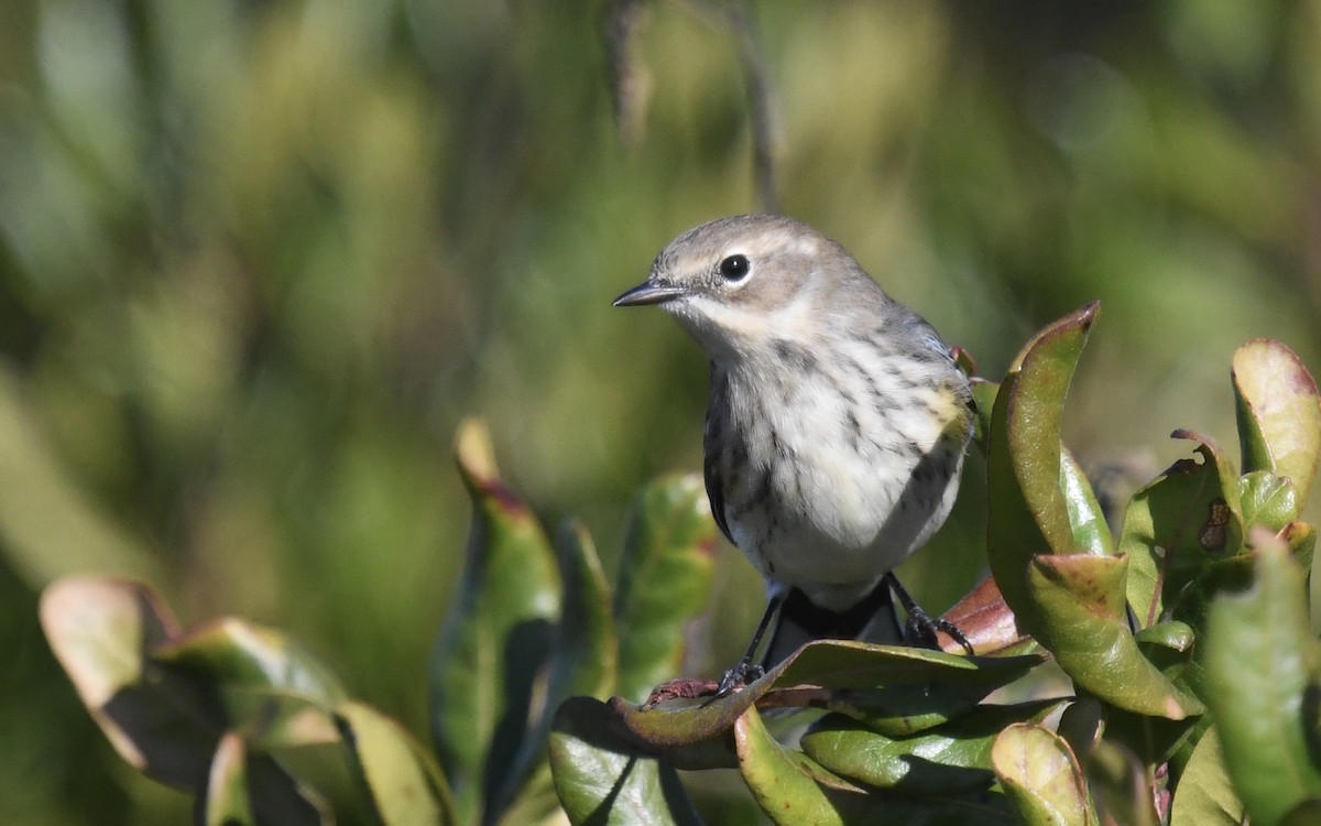 Yellow-rumped Warbler - ML625264458