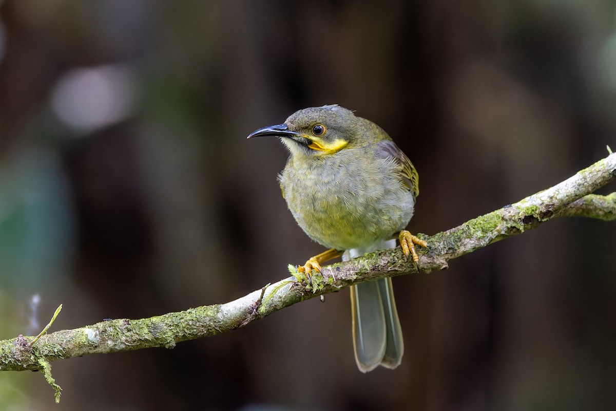 Eastern Wattled-Honeyeater - ML625264465