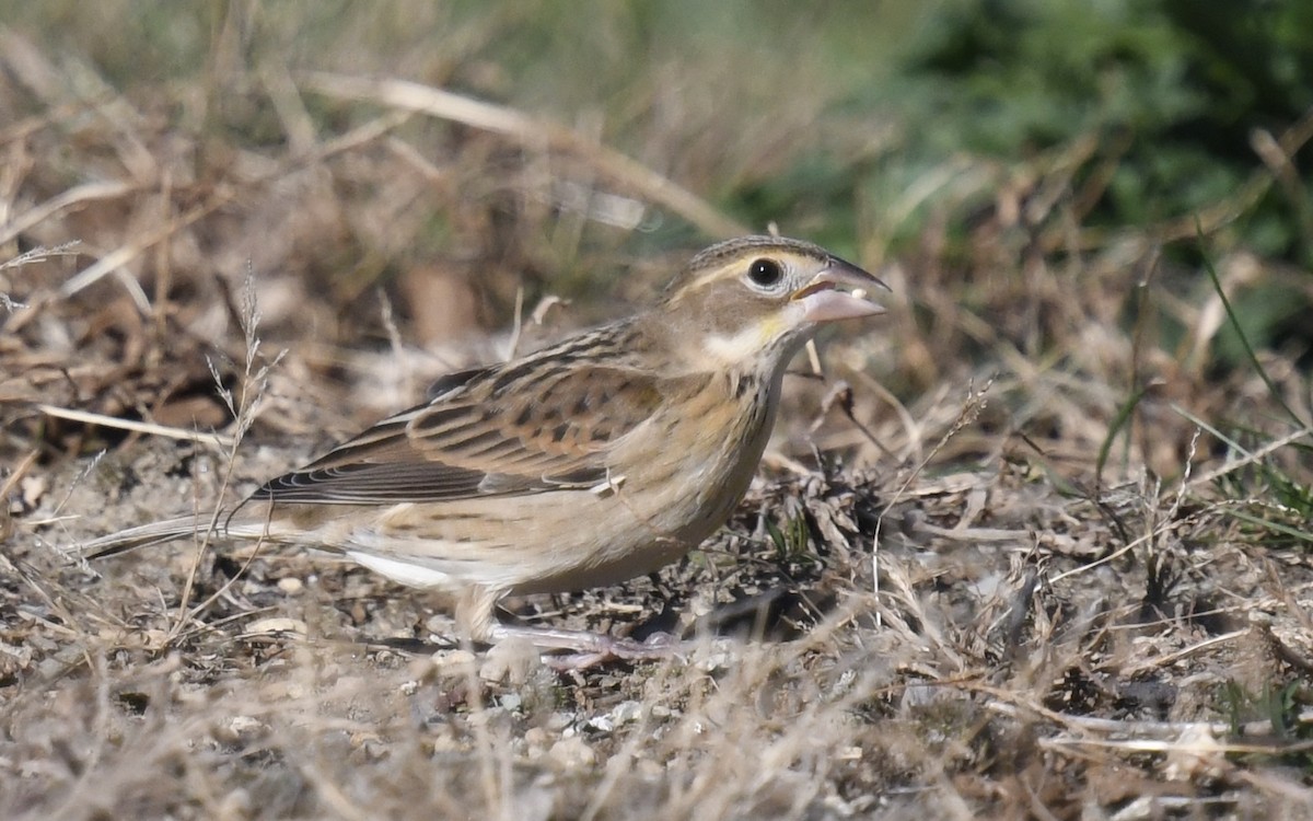 Dickcissel - ML625264466