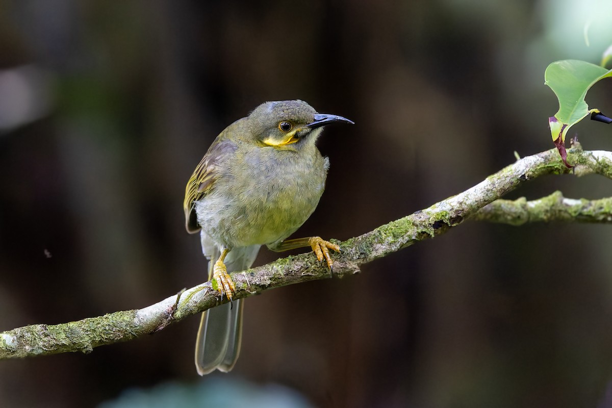 Eastern Wattled-Honeyeater - ML625264467