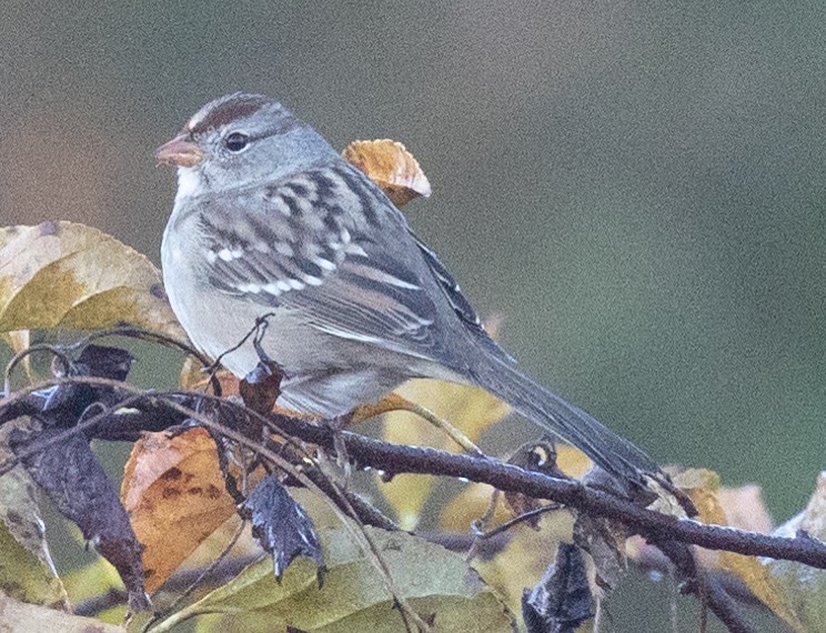 White-crowned Sparrow (Dark-lored) - ML625264528