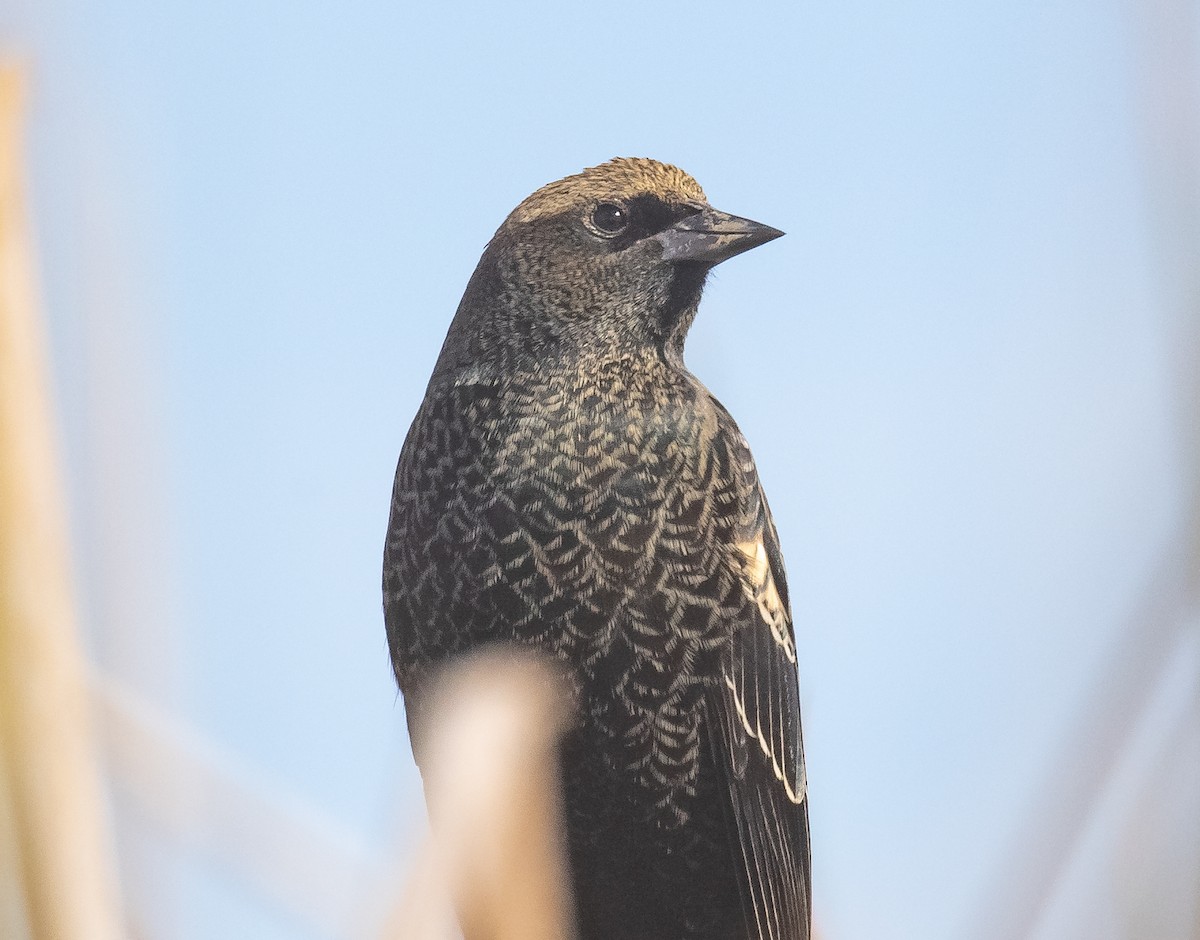 Tricolored Blackbird - ML625264571